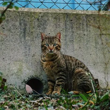 埃及艳后之谜